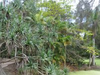 DSC_9736 The Botanical Gardens (Hervey Bay, Qeensland, Australia)