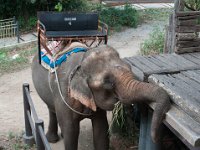 DSC_6302 A ride on the elephant at The Jungle House (Khao Yai, Thailand) -- 27 December 2014