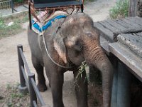 DSC_6303 A ride on the elephant at The Jungle House (Khao Yai, Thailand) -- 27 December 2014
