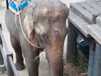 DSC_6304 A ride on the elephant at The Jungle House (Khao Yai, Thailand) -- 27 December 2014