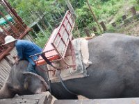 DSC_6308 A ride on the elephant at The Jungle House (Khao Yai, Thailand) -- 27 December 2014