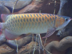 Arizona Wildlife World Aquarium Arizona Wildlife World Zoo & Aquarium (25 May 2009)