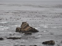 DSC_5386 Along The 17 Mile Drive -- Pebble Beach, CA (3 Sep 11)