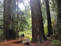 DSC_3825 A visit to Muir Woods National Monument (Mill Valley, CA) -- 29 March 2014