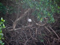 DSC_3223 J.N. Ding Darling National Wildlife Refuge -- Sanibel Island & Captiva Island (8 October 2016)