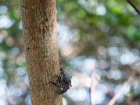 DSC_3224 J.N. Ding Darling National Wildlife Refuge -- Sanibel Island & Captiva Island (8 October 2016)