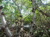 DSC_3226 J.N. Ding Darling National Wildlife Refuge -- Sanibel Island & Captiva Island (8 October 2016)