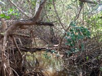 DSC_3242 J.N. Ding Darling National Wildlife Refuge -- Sanibel Island & Captiva Island (8 October 2016)