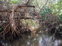 DSC_3243 J.N. Ding Darling National Wildlife Refuge -- Sanibel Island & Captiva Island (8 October 2016)