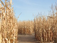 DSC_5608 The Maze -- Sever's Corn Maze, Shakopee, MN