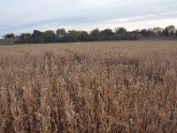 DSC_5612 Sever's Corn Maze, Shakopee, MN