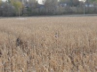 DSC_5613 Children in the Corn -- Sever's Corn Maze, Shakopee, MN
