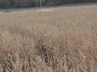 DSC_5614 Sever's Corn Maze, Shakopee, MN