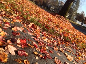 Fall in Old Bridge