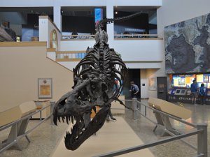 Museum of Natural History & Science New Mexico Museum of Natural History & Science (14 April 2012)