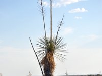 DSC_5023 Yucca Plant -- Las Cruces, NM