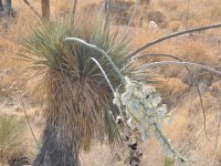 DSC_5054 Yucca Plant -- Las Cruces, NM