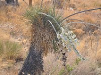 DSC_5055 Yucca Plant -- Las Cruces, NM