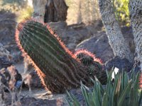 DSC_5712 Ethel M® Chocolates' Botanical Cactus Garden (Henderson, NV) -- 20 January 2013