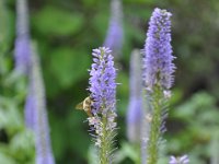 DSC_1280 The Heather Garden Fort Tryon Park