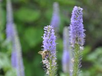 DSC_1281 The Heather Garden Fort Tryon Park