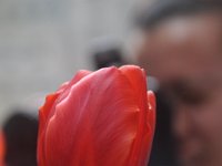 DSC_3728 Flowers in Rockefeller Centre -- Manhattan (April 2011)