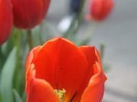 DSC_3729 Flowers in Rockefeller Centre -- Manhattan (April 2011)