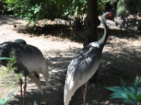 DSC_2010 Central Park Zoo, Manhattan, NYC -- 1 July 2012