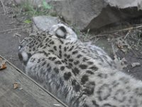 DSC_2015 Snow Leopard escaping the sun and the heat -- Central Park Zoo, Manhattan, NYC -- 1 July 2012