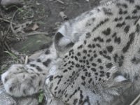 DSC_2017 Snow Leopard escaping the sun and the heat -- Central Park Zoo, Manhattan, NYC -- 1 July 2012