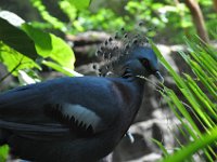 DSC_2031 Central Park Zoo, Manhattan, NYC -- 1 July 2012