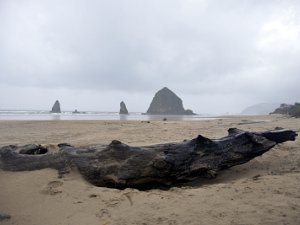 Cannon Beach (15 Nov 13) Cannon Beach (15 November 2013)