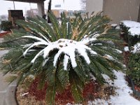 DSC_4634 Snow storm in Killeen