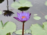 DSC_8678 Zilker Botanical Garden -- Austin, TX