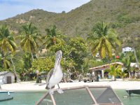 DSC_9164 Great Harbour, Jost Van Dyke (British Virgin Islands) -- 26 Feb 2012